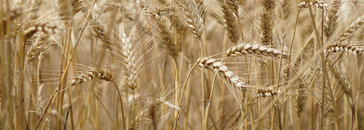 Labor Ins AG - Bodenproben Ackerbau